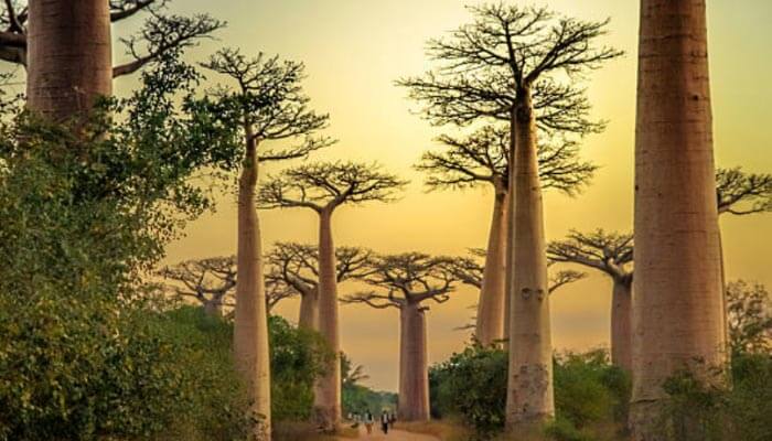 Alameda de Baobás em Madagascar