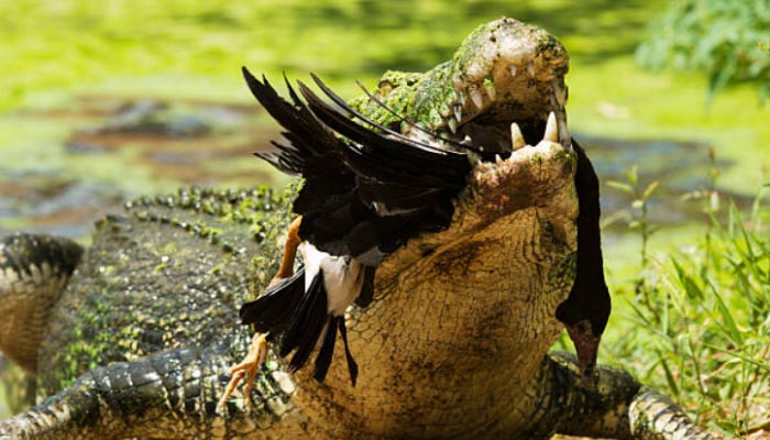 Parque-Nacional-de-Kakadu