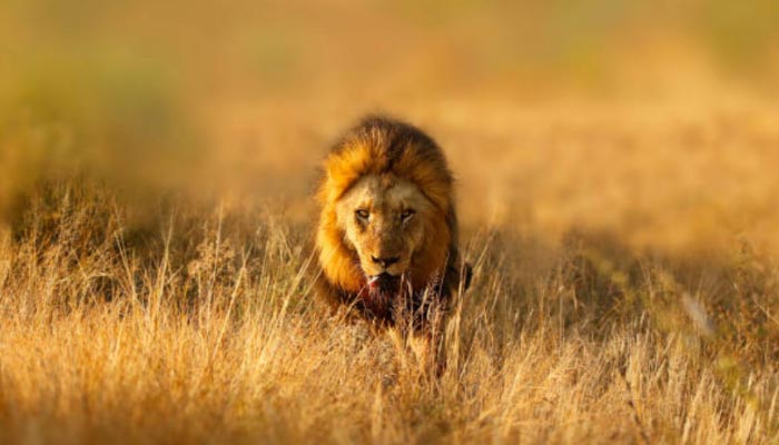 Parque-Nacional-kruger