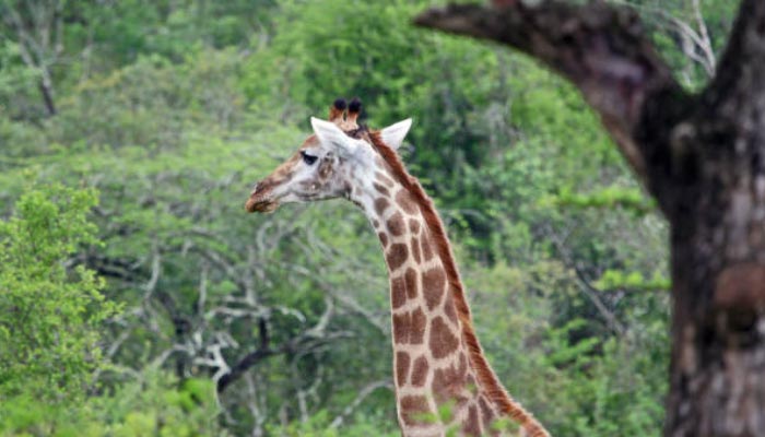Reserva-de-Hluhluwe-Umfolozi