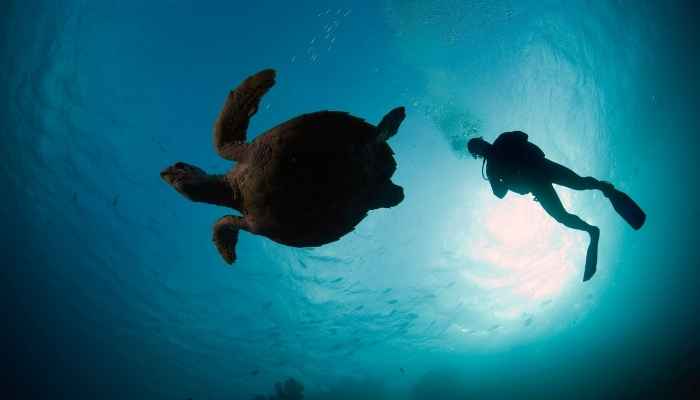 Viagem virtual ao fundo dos oceanos