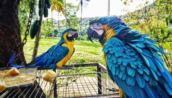 As belas araras brasileiras – Confira