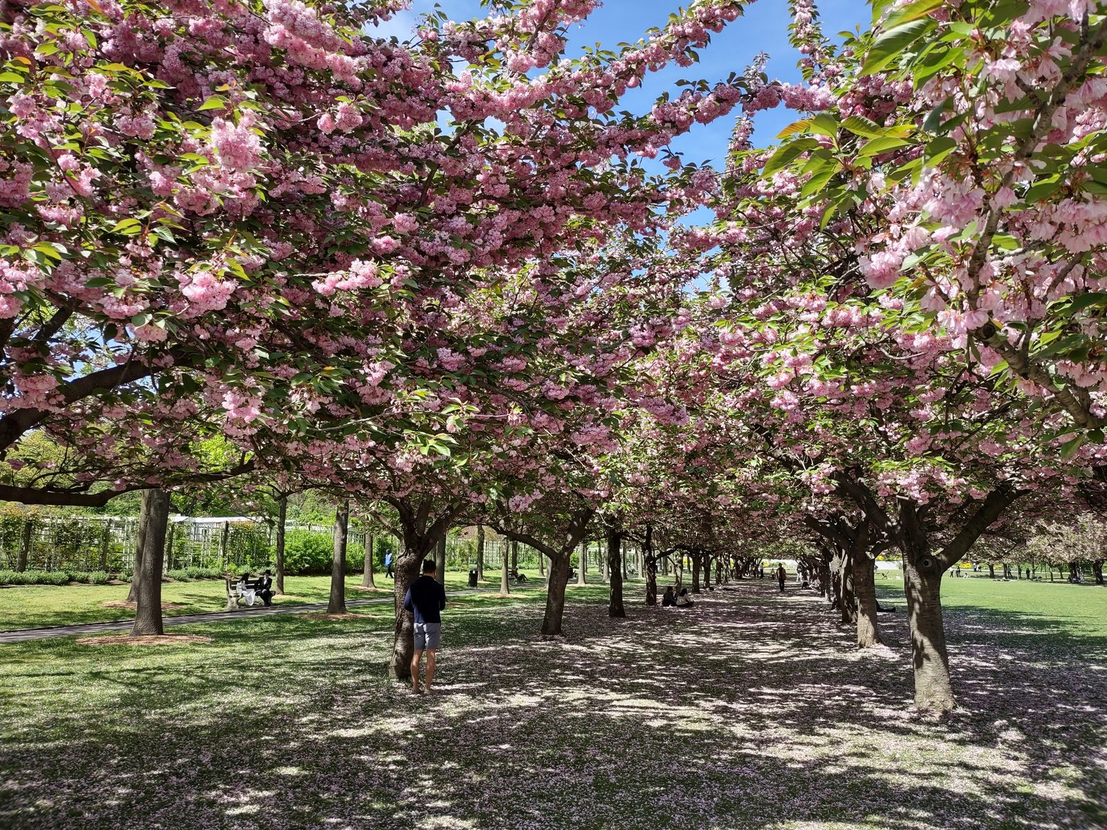 Melhores Passeios para Ver Cerejeiras em Flor em Nova York