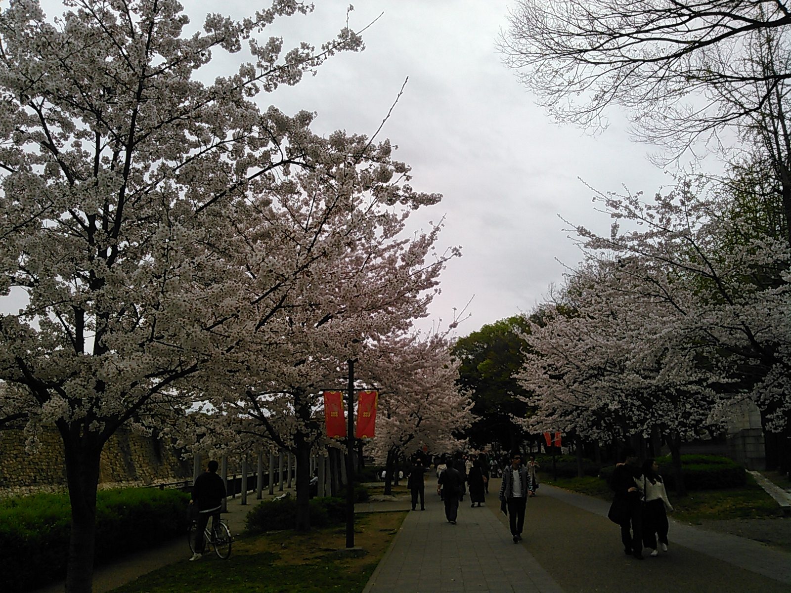 Cerejeiras em Flor à Noite em Osaka: Onde Ver a Yozakura