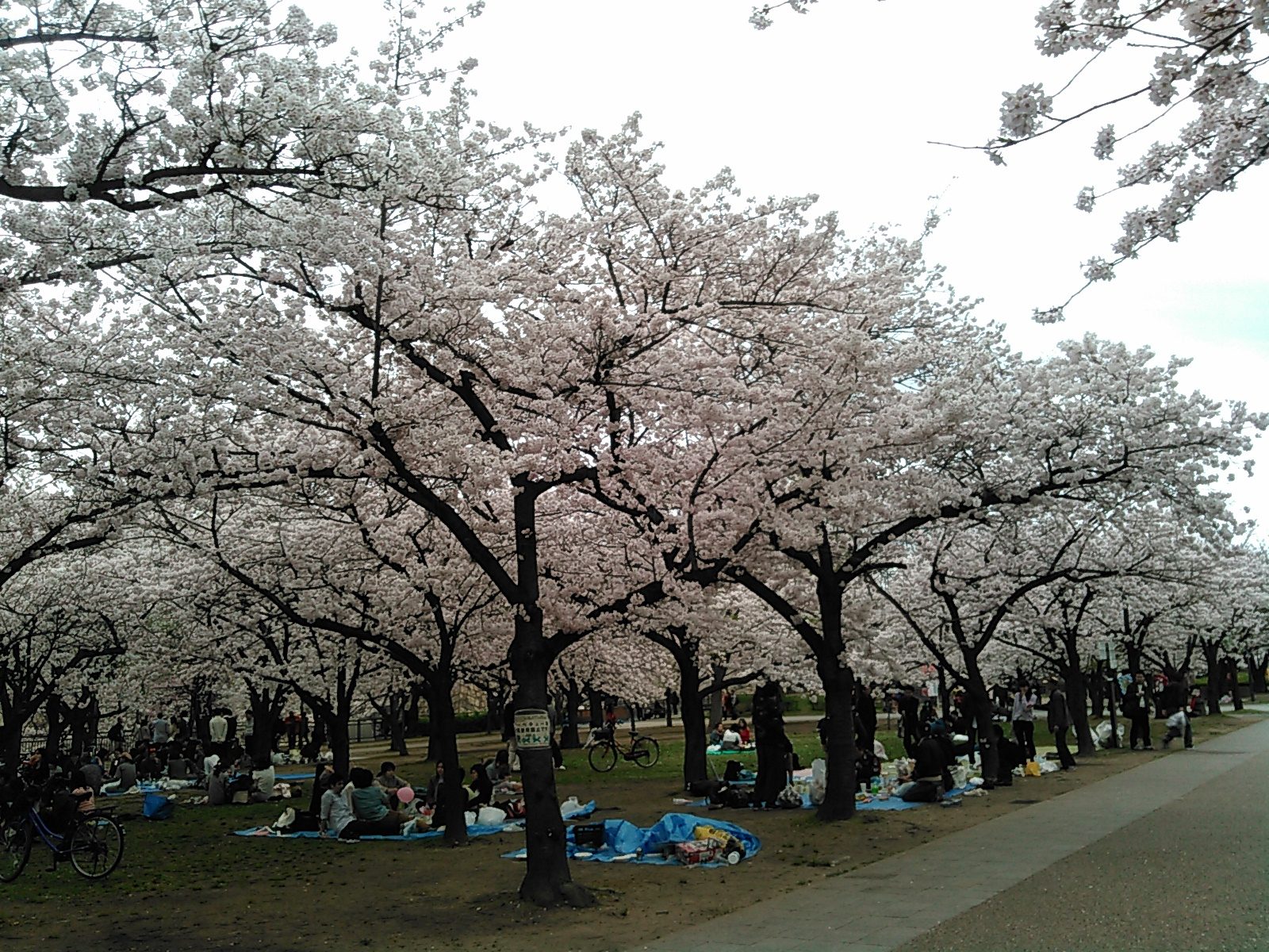 Jardim Nishinomaru do Castelo de Osaka em plena floração de cerejeiras