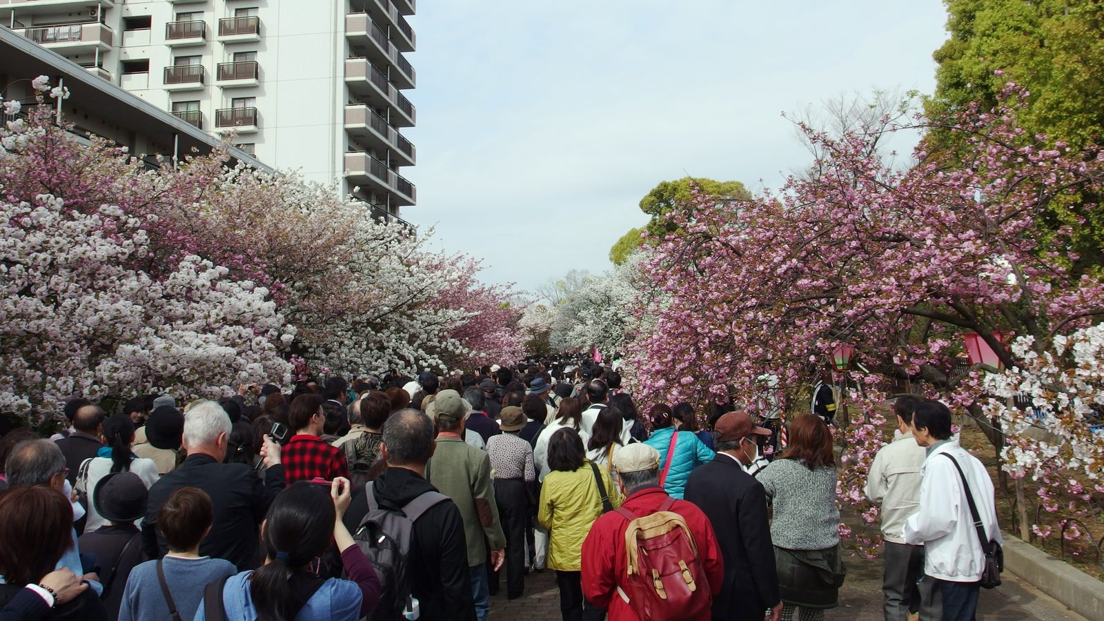 Caminho de cerejeiras em flor no Osaka Mint Bureau