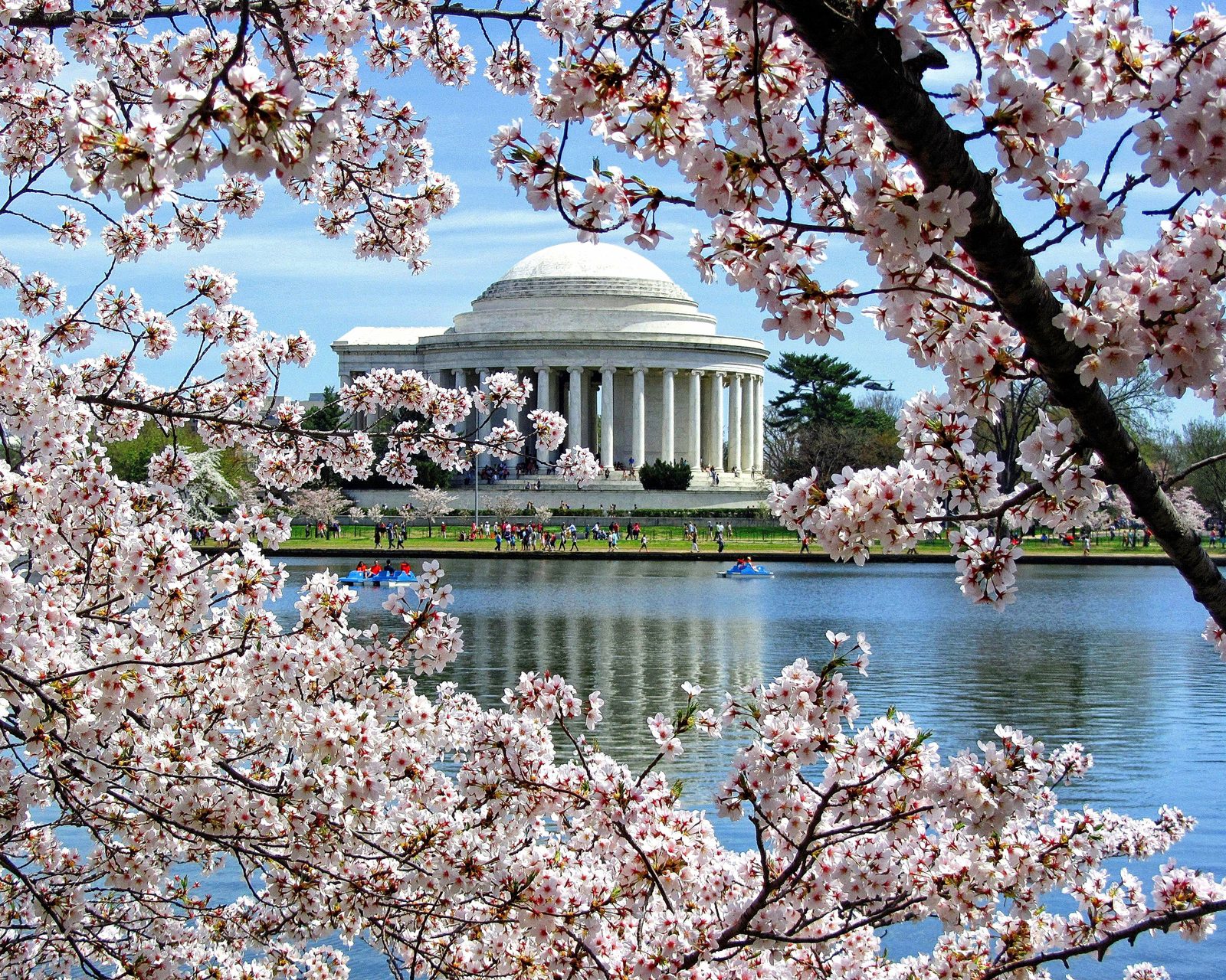 Cerejeiras em Flor no Tidal Basin: Perguntas Frequentes