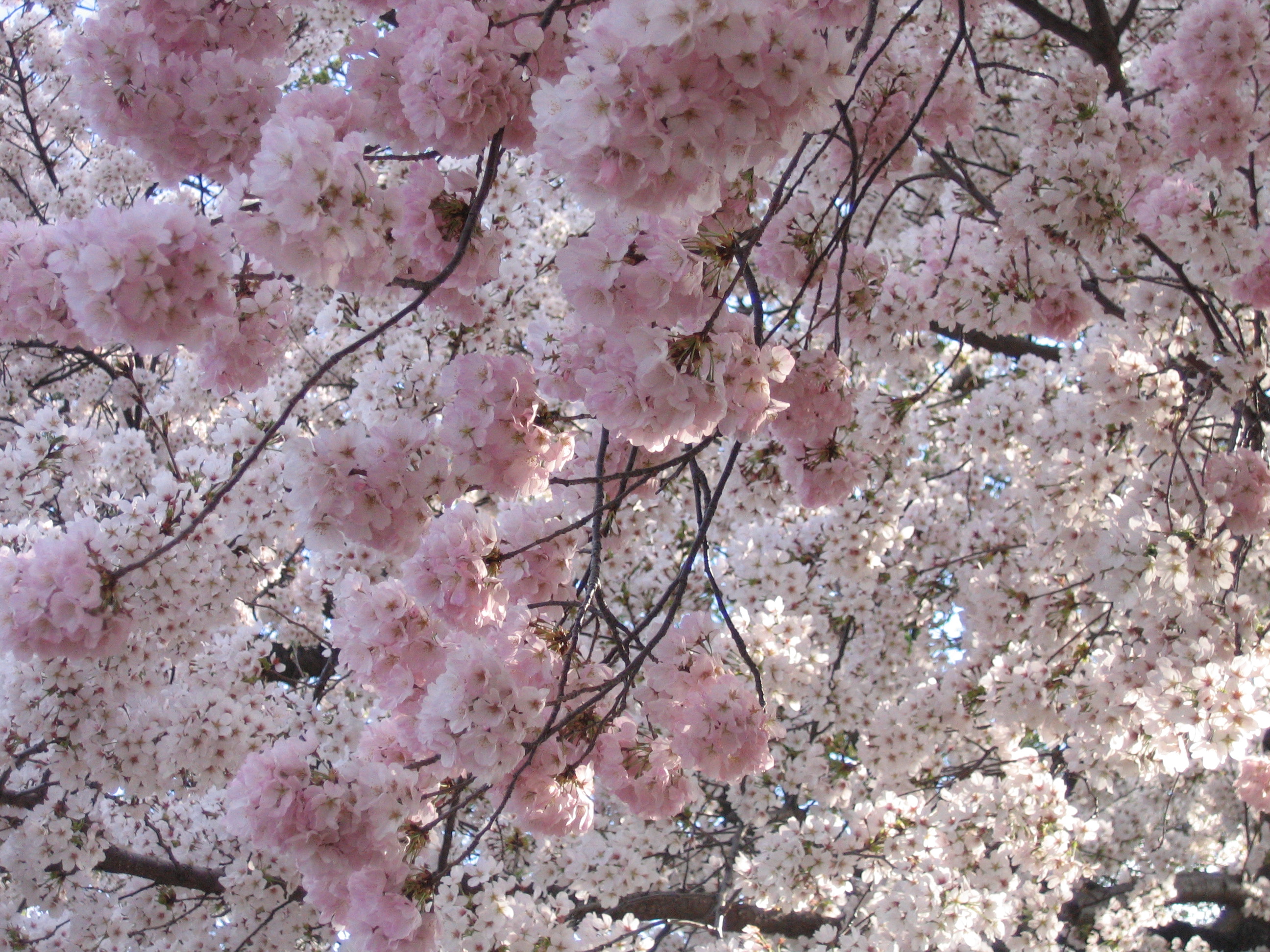 Cerejeiras em flor ao redor do Tidal Basin, em Washington DC